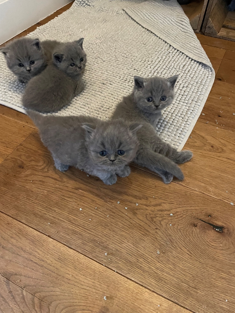 BHK Britse Korthaar Kittens
