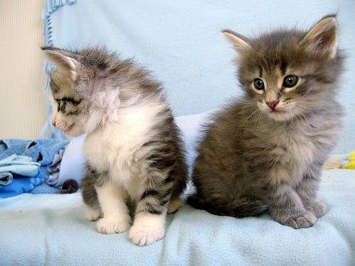 Hoogwaardige Maine Coon kittens