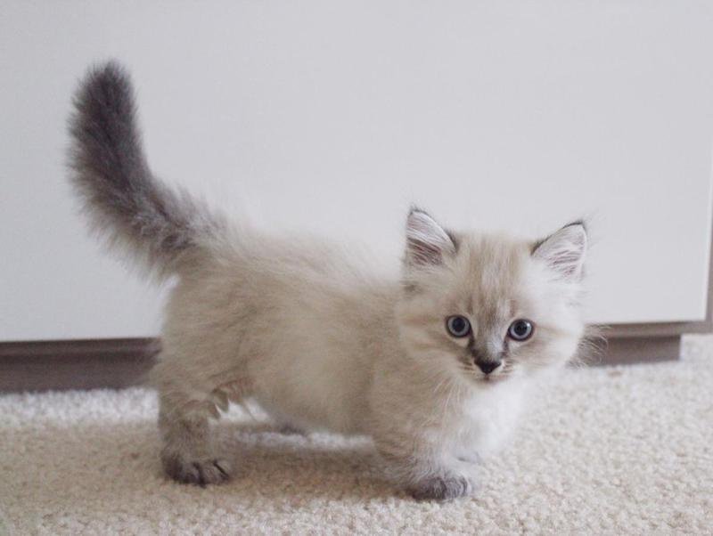 Raszuivere Ragdoll kittens