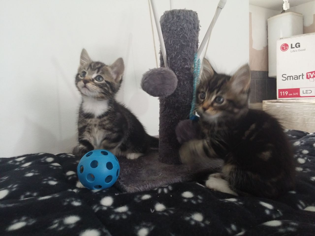 Siberische kittens