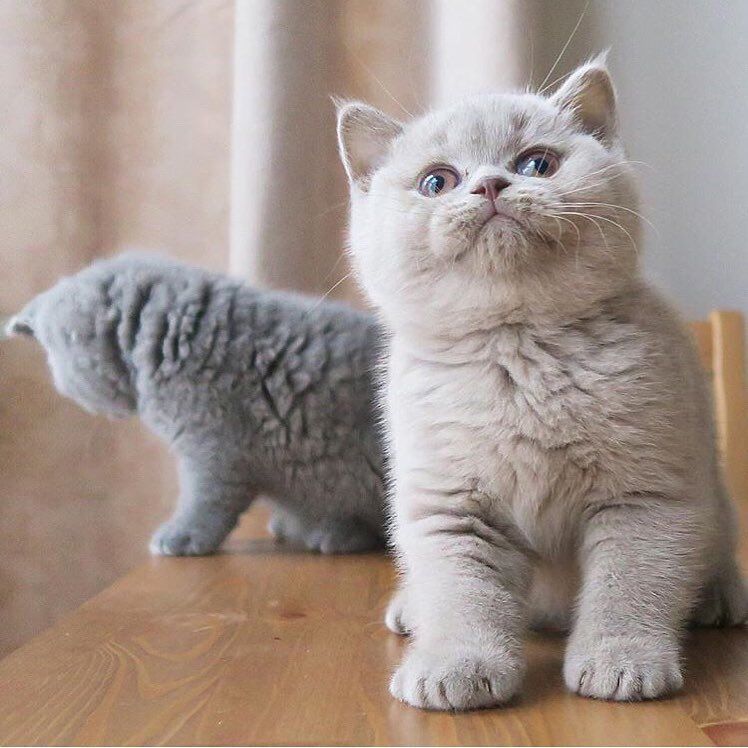 Scottish Fold-kitten zoekt een nieuw thuis