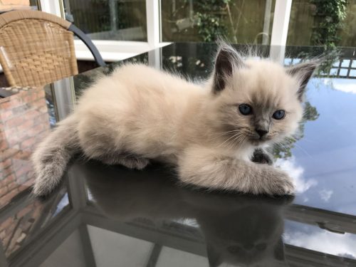 Prachtige Ragdoll seal en blue colourpoint kittens