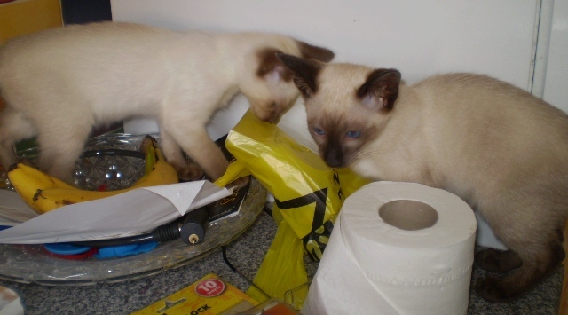 Siamese kittens