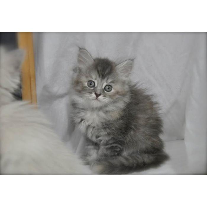 Siberische kittens te koop.