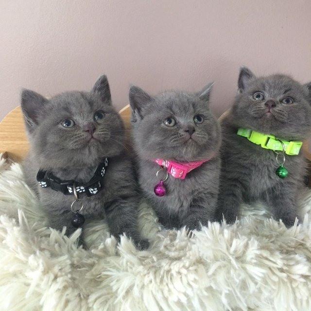 Mannelijke en vrouwelijke Britse korthaar kittens beschikbaar Te koop en andere kittens ter adoptie
