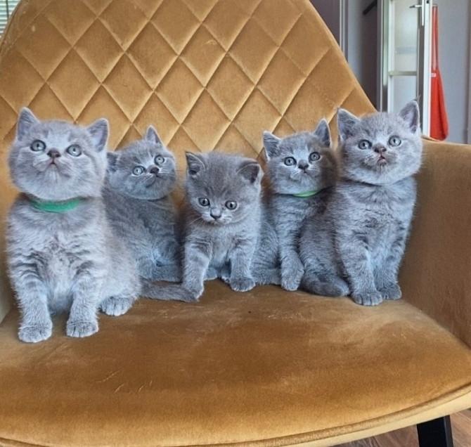 Mannelijke en vrouwelijke Britse korthaar kittens beschikbaar.