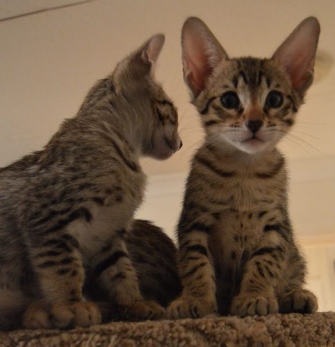 Extra schattige, lieve Bengaalse kittens (mannetjes en vrouwtjes) te koop, klaar om naar een nieuw thuis te gaan.
