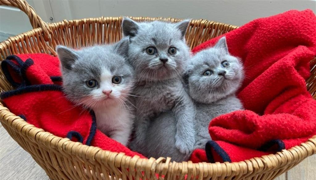 Brits korthaar blauw kitten ter adoptie.