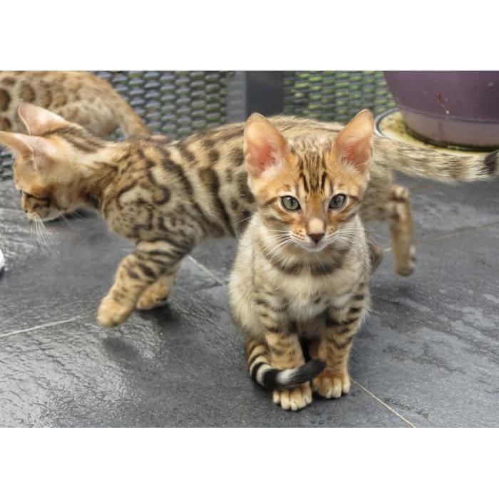 Lieve Bengaalse kittens (mannetjes en vrouwtjes) te koop, klaar om naar een nieuw thuis te gaan.