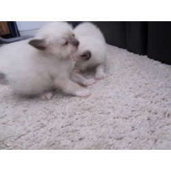 Balinese kittens met stamboom