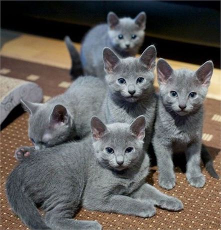 Russisch Blauw Kitten voor in huis