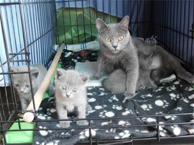 Russische Blauwe Kittens – 12 weken oud