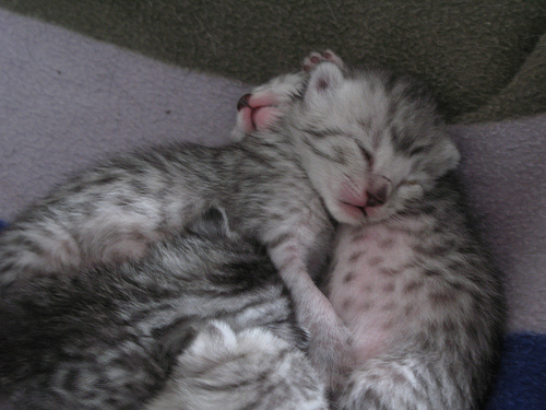 Lieve Egyptische Mau-kitten
