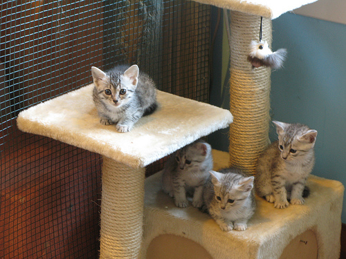 Lieve Egyptische Mau-kittens