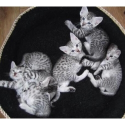 Gevlekte Egyptische Mau-kittens