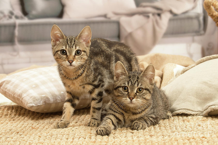 Europese korthaar kittens