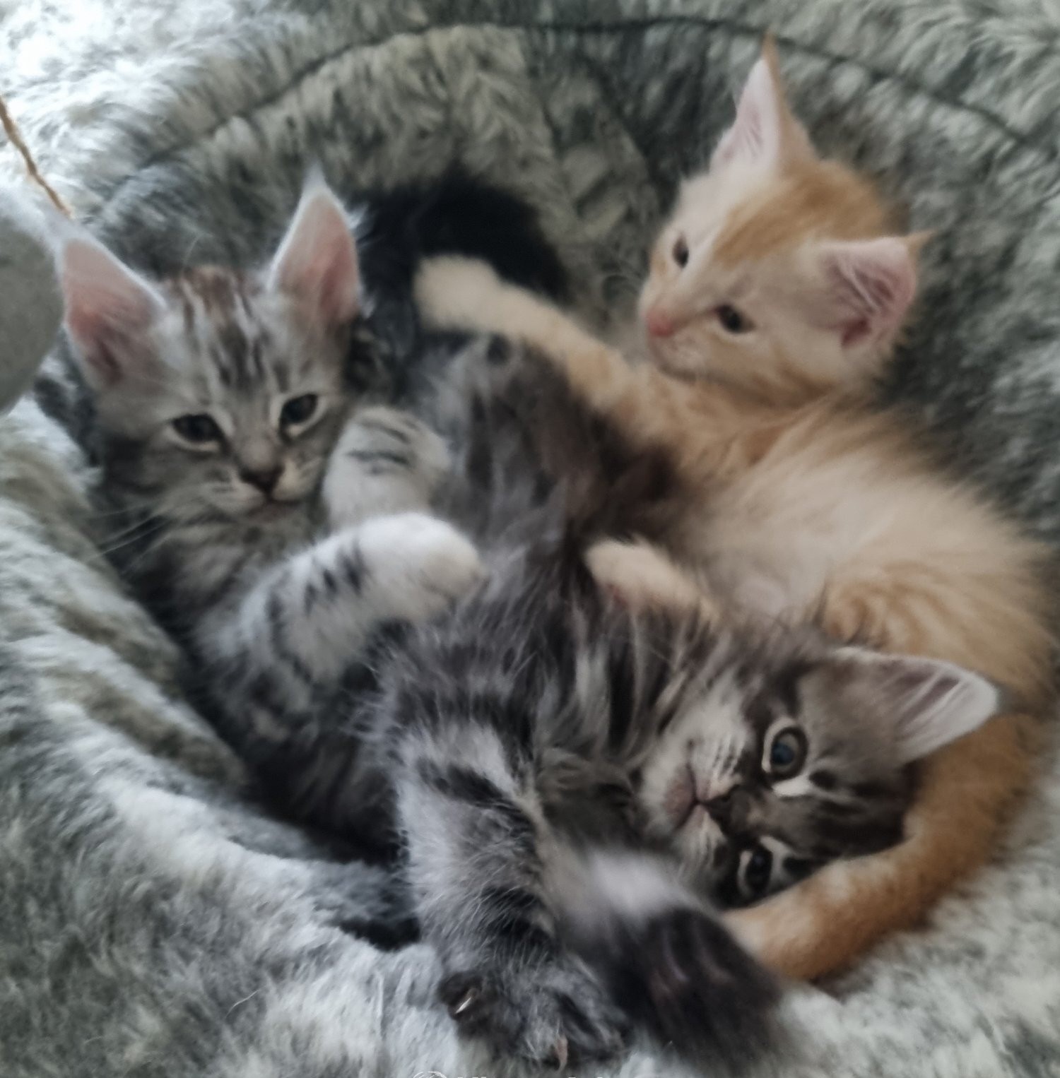 Prachtige Maine Coon kittens met GCCF-registratie