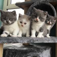 Scotish Fold kittens