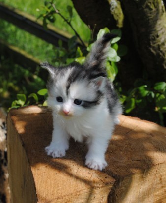 Maine Coon katertjes