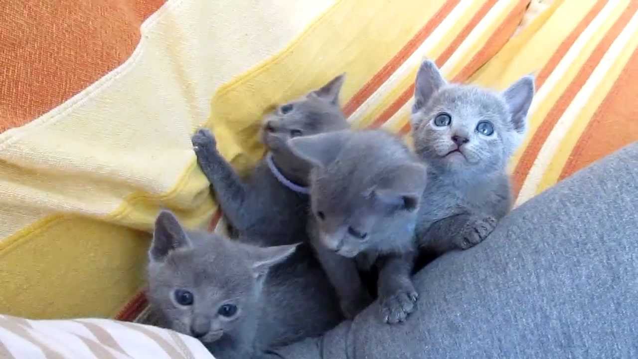 Russisch Blauwe kittens