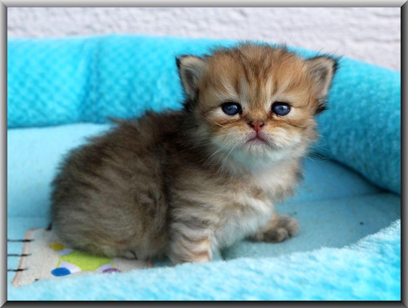 Drie Perzische kittens ter adoptie: