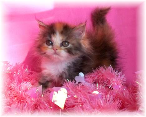 Twee schattige Perzische kittens zoeken een thuis