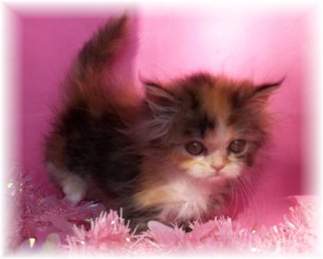 Beschikbare Perzische kittens voor herplaatsing