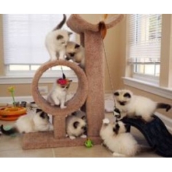 Schattige Ragdoll-kittens ter adoptie.