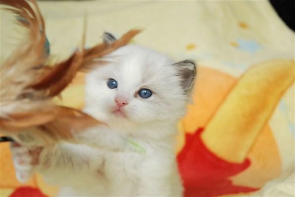 Raszuivere Ragdoll-kittens