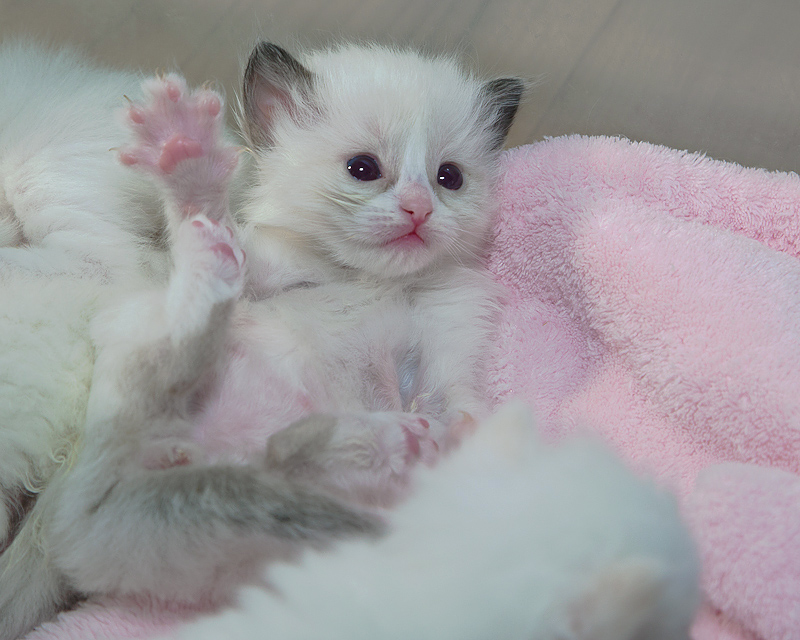 Schattige Ragdoll-kittens ter adoptie.