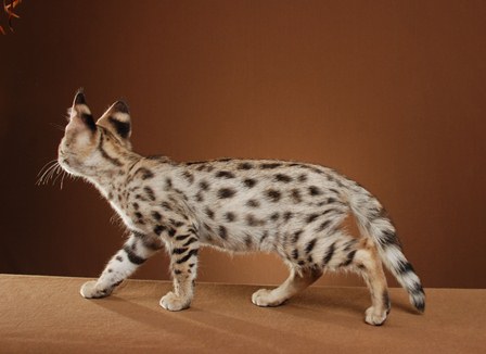 Savannah kittens (mannetjes en vrouwtjes) beschikbaar