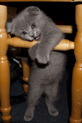 Schotse Fold kitten te adopteren.