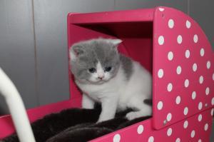 Britse korthaar kittens nu beschikbaar.