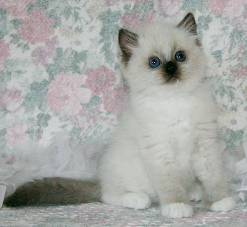 Schattige en lieve Siamese kittens