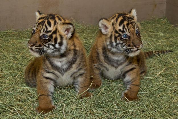 TICA-geregistreerde serval-, savanne- (F1-F6) en Bengaalse kittens te koop