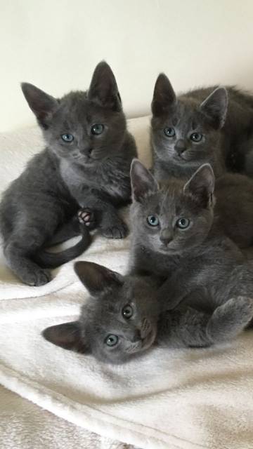 Schattige Britse Blauwe Korthaar kittens.