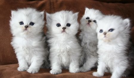 Perzische kittens ter adoptie.