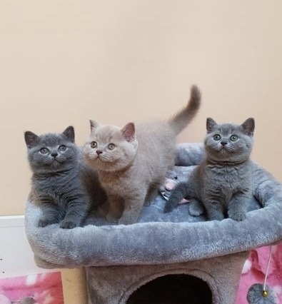 BHK Britse Korthaar Kittens