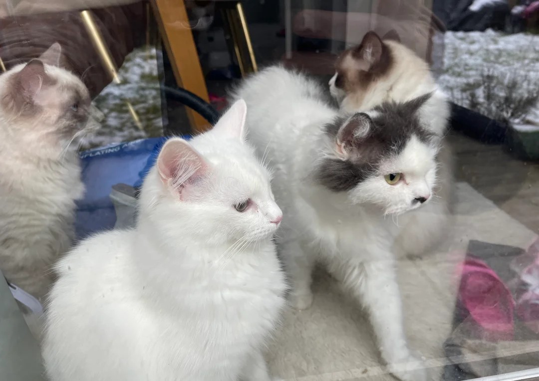 Khao Manee kittens gratis ter adoptie