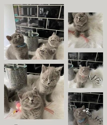 Gratis Brits korthaar blauw kittens ter adoptie.