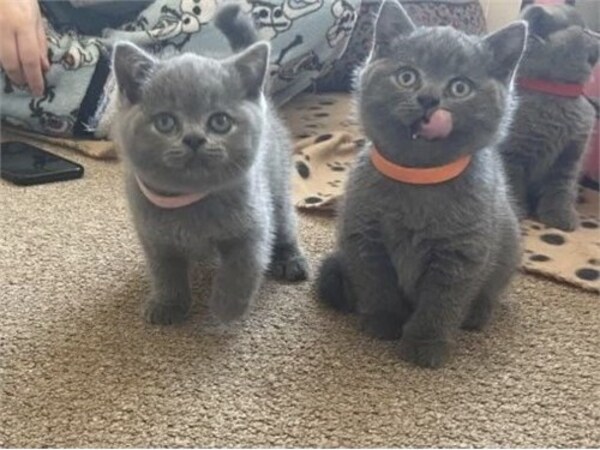 BHK Britse Korthaar Kittens