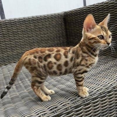 Prachtige mannelijke en vrouwelijke Bengaalse kittens te koop – nu klaar om naar een nieuw thuis te gaan.
