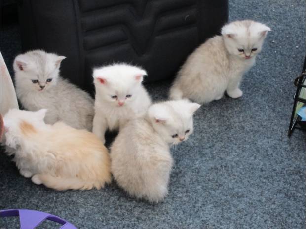 Perzische kittens van 12 weken oud te koop