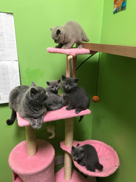 BHK Britse Korthaar Kittens