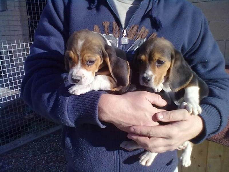 Beagle pups, sociaal gedomesticeerd