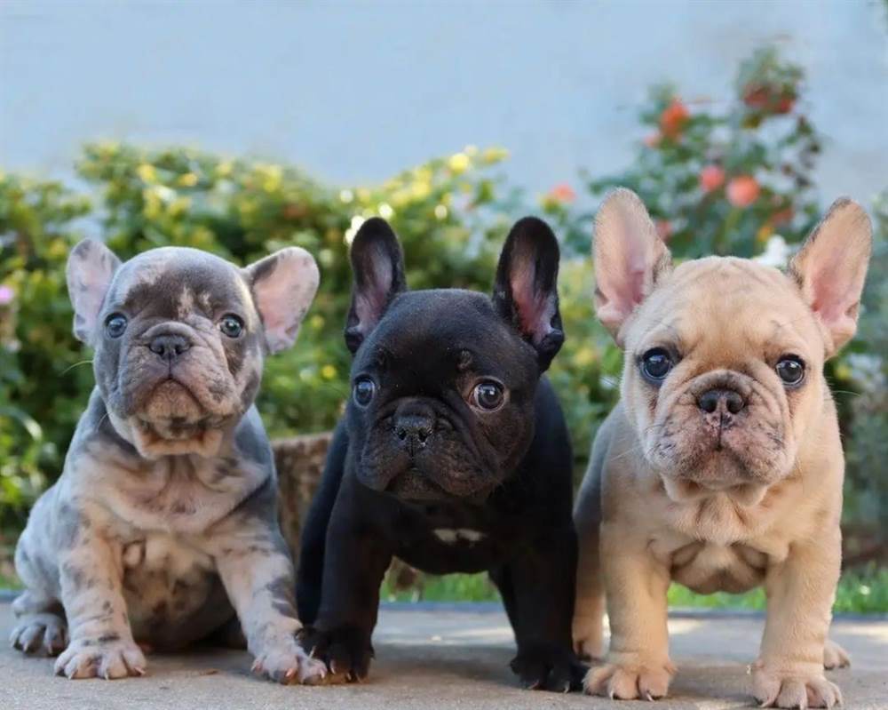 Supermooie Franse Bulldog-puppy’s te koop