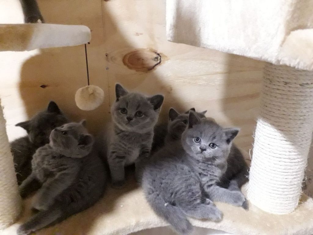 BHK Britse Korthaar Kittens