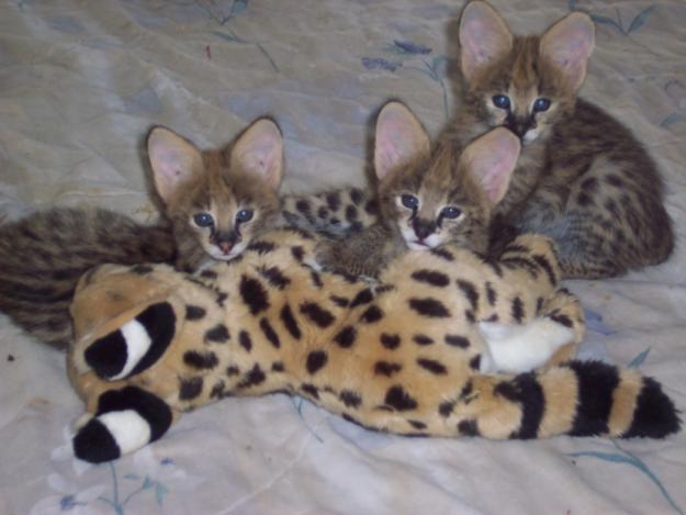 F1 Savannah-kittens beschikbaar