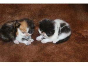 Twee prachtige Perzische katten voor u.