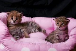 F1 Savannah kitten te koop